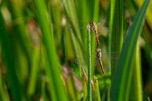 sympetrum depressiusculum sympetrum deprime male sympetrum depressiusculum sympetrum deprime male