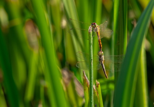sympetrum depressiusculum  sympetrum deprime  male