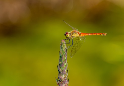 sympetrum depressiusculum  sympetrum deprime  male