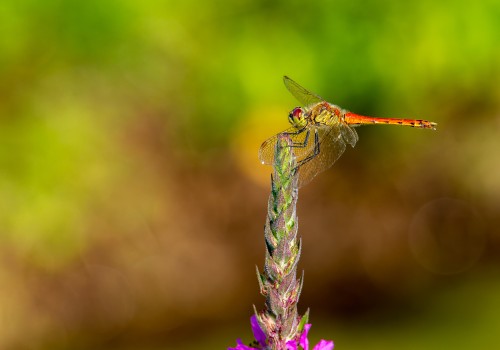 sympetrum depressiusculum  sympetrum deprime  male