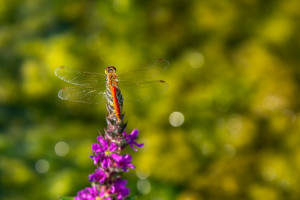 sympetrum depressiusculum sympetrum deprime male sympetrum depressiusculum sympetrum deprime male