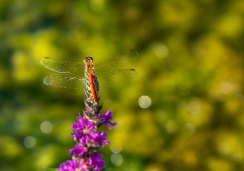 sympetrum depressiusculum  sympetrum deprime  male