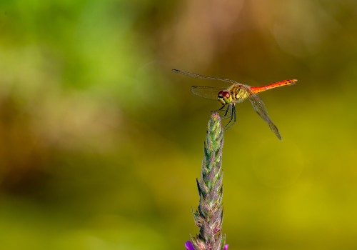 sympetrum depressiusculum  sympetrum deprime  male