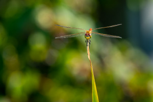 sympetrum depressiusculum sympetrum deprime male sympetrum depressiusculum sympetrum deprime male