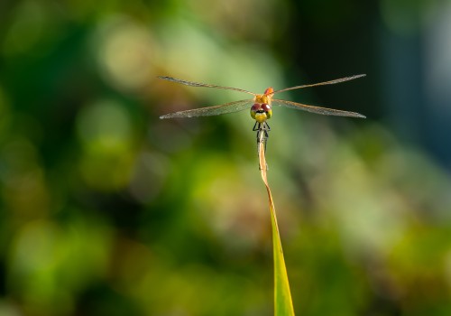 sympetrum depressiusculum  sympetrum deprime  male