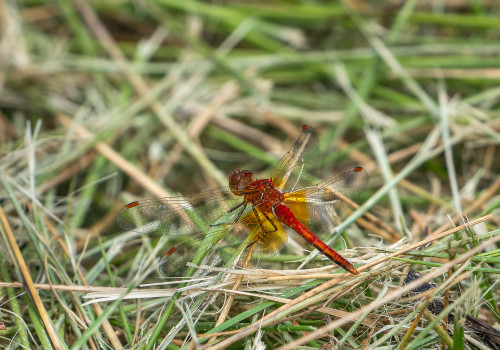 sympetrum flaveolum   sympetrum jaune d or male 10