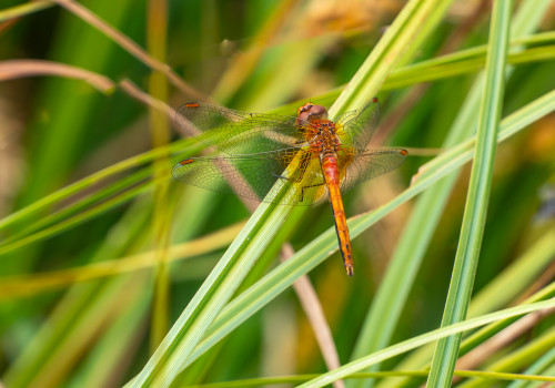 sympetrum flaveolum   sympetrum jaune d or male