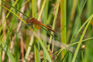 sympetrum flaveolum sympetrum jaune d or male sympetrum flaveolum sympetrum jaune d or male