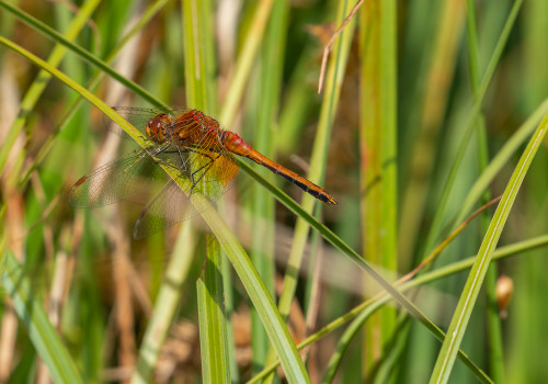 sympetrum flaveolum   sympetrum jaune d or male
