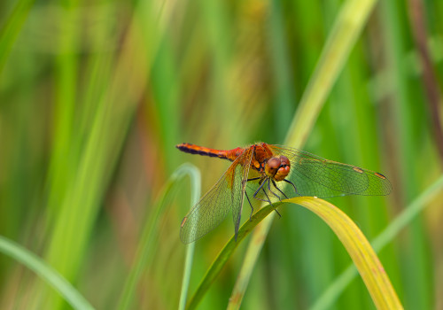 sympetrum flaveolum   sympetrum jaune d or male