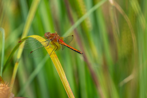 sympetrum flaveolum sympetrum jaune d or male sympetrum flaveolum sympetrum jaune d or male