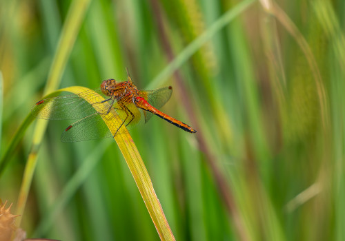 sympetrum flaveolum   sympetrum jaune d or male