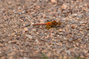 sympetrum flaveolum sympetrum jaune d or male sympetrum flaveolum sympetrum jaune d or male
