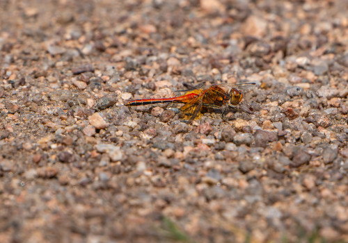 sympetrum flaveolum   sympetrum jaune d or male