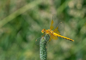 sympetrum flaveolum le sympetrum jaune d or sympetrum flaveolum le sympetrum jaune d or