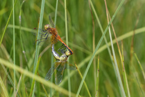 sympetrum flaveolum le sympetrum jaune d or coeur copulatoire dxo sympetrum flaveolum le sympetrum jaune d or coeur copulatoire dxo