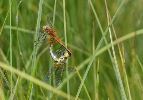 sympetrum flaveolum  le sympetrum jaune d or  coeur copulatoire dxo