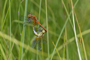sympetrum flaveolum le sympetrum jaune d or coeur copulatoire dxo sympetrum flaveolum le sympetrum jaune d or coeur copulatoire dxo