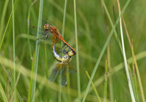 sympetrum flaveolum  le sympetrum jaune d or  coeur copulatoire dxo
