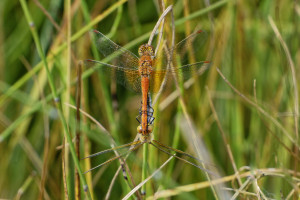 sympetrum flaveolum le sympetrum jaune d or coeur copulatoire dxo sympetrum flaveolum le sympetrum jaune d or coeur copulatoire dxo