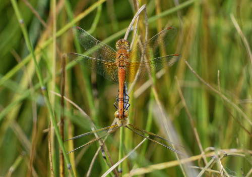 sympetrum flaveolum  le sympetrum jaune d or  coeur copulatoire dxo
