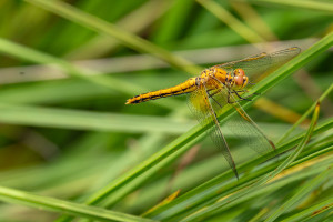 sympetrum flaveolum le sympetrum jaune d or femelle sympetrum flaveolum le sympetrum jaune d or femelle