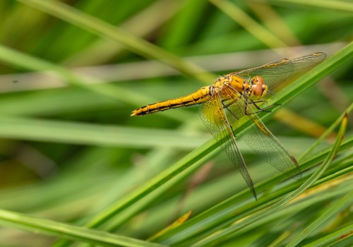 sympetrum flaveolum  le sympetrum jaune d or  femelle
