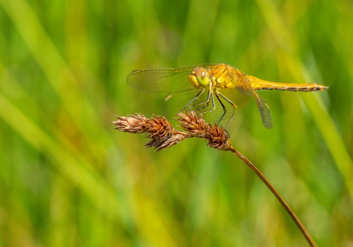 sympetrum flaveolum  le sympetrum jaune d or  femelle