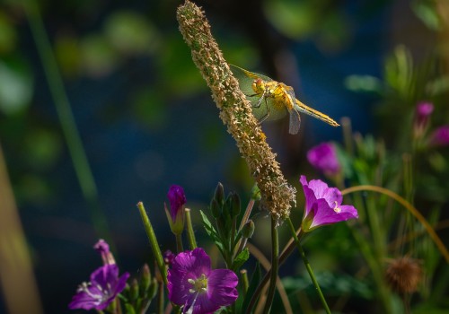 sympetrum flaveolum  le sympetrum jaune d or  femelle