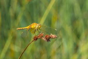 sympetrum flaveolum le sympetrum jaune d or femelle sympetrum flaveolum le sympetrum jaune d or femelle