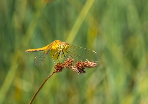 sympetrum flaveolum  le sympetrum jaune d or  femelle