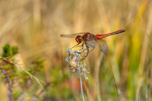 sympetrum flaveolum le sympetrum jaune d or male sympetrum flaveolum le sympetrum jaune d or male