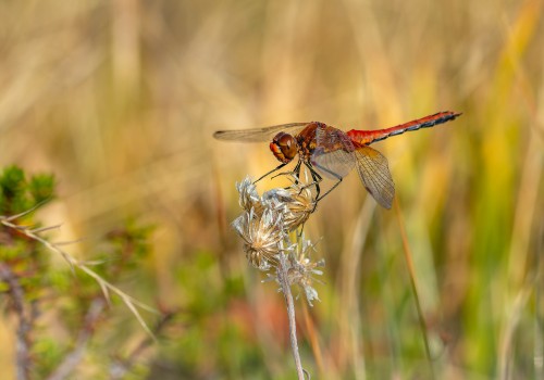 sympetrum flaveolum  le sympetrum jaune d or  male