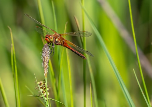 sympetrum flaveolum  le sympetrum jaune d or  male