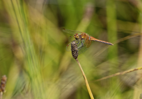 sympetrum flaveolum  le sympetrum jaune d or  male dxo