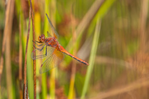 sympetrum flaveolum le sympetrum jaune d or male sympetrum flaveolum le sympetrum jaune d or male