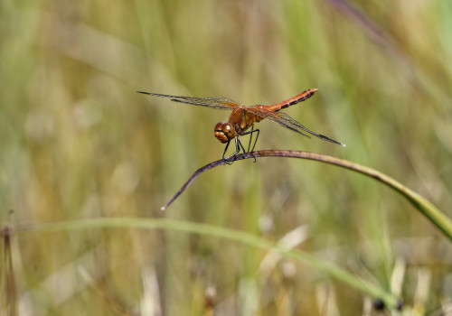 sympetrum flaveolum  le sympetrum jaune d or  male dxo