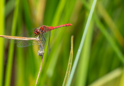 sympetrum sanguineum   sympetrum rouge sang male