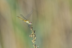 sympetrum fonscolombii sympetrum a nervures rouges femelle 10 dxo sympetrum fonscolombii sympetrum a nervures rouges femelle 10 dxo