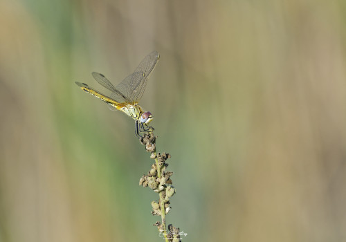 sympetrum fonscolombii sympetrum a nervures rouges femelle 10 dxo sympetrum fonscolombii sympetrum a nervures rouges femelle 10 dxo