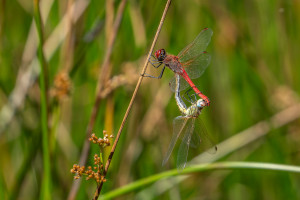 sympetrum fonscolombii le sympetrum a nervures rouges coeur copulatoire sympetrum fonscolombii le sympetrum a nervures rouges coeur copulatoire