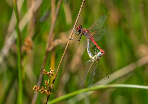 sympetrum fonscolombii  le sympetrum a nervures rouges  coeur copulatoire