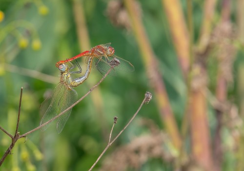 sympetrum fonscolombii  le sympetrum a nervures rouges  couple