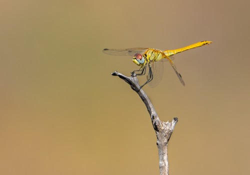 sympetrum fonscolombii  le sympetrum a nervures rouges  femelle