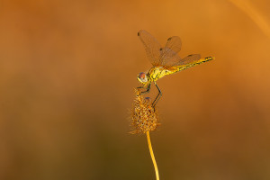 sympetrum fonscolombii le sympetrum a nervures rouges femelle sympetrum fonscolombii le sympetrum a nervures rouges femelle