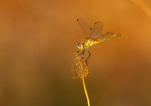 sympetrum fonscolombii  le sympetrum a nervures rouges  femelle