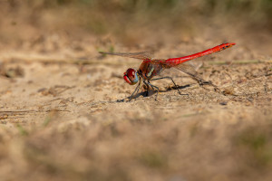 sympetrum fonscolombii le sympetrum a nervures rouges male sympetrum fonscolombii le sympetrum a nervures rouges male