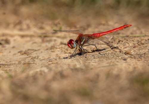 sympetrum fonscolombii  le sympetrum a nervures rouges  male