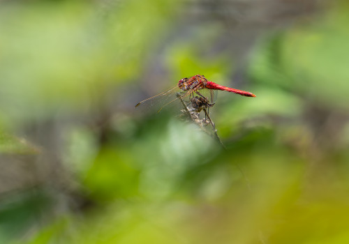 sympetrum fonscolombii  le sympetrum a nervures rouges  male