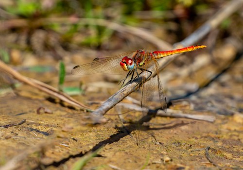 sympetrum fonscolombii  le sympetrum a nervures rouges  male